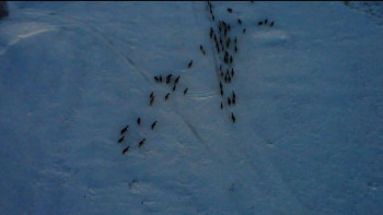 Фотография к новости: Полицейлер құны 30 млн теңге болатын жоғалған 103 жылқыны иелеріне қайтарып берді