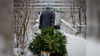 Фотография к новости: Өзгенің ауласынан шырша ұрлаған “Тараздық Гринч” анықталды