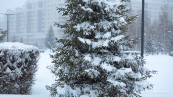 Фотография к новости: Алдағы күндері қар жауып, бұрқасын болады