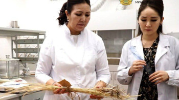 Фотография к новости: Отандық ғалымдар көпжылдық бидайды нарыққа шығарады