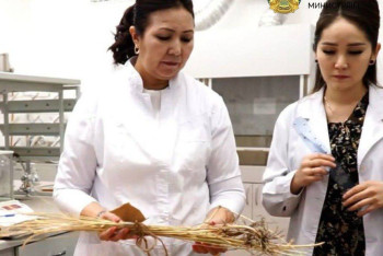 Фотография к новости: Отандық ғалымдар көпжылдық бидайды нарыққа шығарады