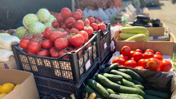 Фотография к новости: Түркістан облысында рекордтық 3,3 млн тонна көкөніс жиналды