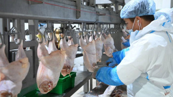 Фотография к новости: Қызылорда облысында құс фабрикасы ашылды