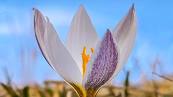 Фотография к новости: Қыста гүлдеген бәйшешек жұртшылықты таңғалдырды