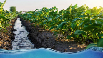 Фотография к новости: Оңтүстік өңірлерде суармалы судың шығыны азайды