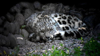 Фотография к новости: Алматы хайуанаттар бағы жаңа жануарлармен толықты