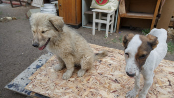 Фотография к новости: Шығыс Қазақстанда үй жануарларына микрочип салуға екі миллион теңгеден астам қаржы жұмсалады