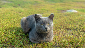 Фотография к новости: ШҚО-да үй жануарларын чиптеуге екі млн теңгеден астам қаражат жұмсалады