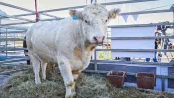 Фотография к новости: Мал ұрлығын болдырмас үшін не істеу керек?