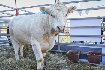 Фотография к новости: Мал ұрлығын болдырмас үшін не істеу керек?
