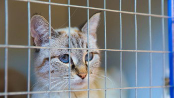 Фотография к новости: Петропавлда бұралқы ит-мысық көп