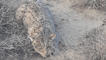 Фотография к новости: Маңғыстауда фотоқақпанға тағы бір жыртқыш аң түсіп қалды