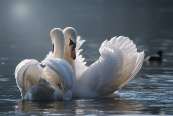 Фотография к новости: Маңғыстауда қырылған аққулар саны 1 мыңнан асты. Биологтар себебін атады