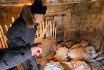 Фотография к новости: Шығыс Қазақстанда сілеусін бір үйдің 15 қойын қырып кетті