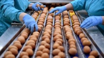 Фотография к новости: Елімізде жұмыртқа сататын делдалдар көбейіп кеткен