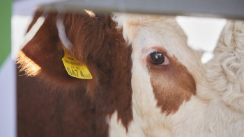 Фотография к новости: АШМ ірі қара және ұсақ мал экспортына квоталарды жаңартады