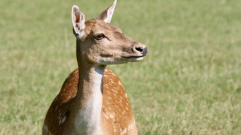 Фотография к новости: Депутат: Ақбөкендердің популляциясын халықты әбігерге салмайтындай етіп реттеу қажет