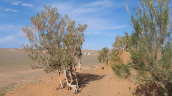 Фотография к новости: Арал теңізінің құрғаған ұлтанына сексеуіл егілмек
