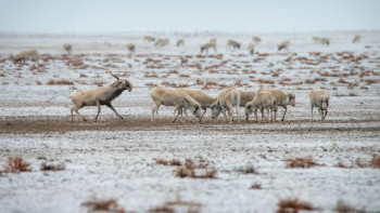 Фотография к новости: Министрлік киіктер санын реттеуге қатысты мәлімдеме жасады