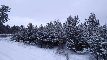 Фотография к новости: Бурабайдағы орман алқабы ұлғаяды