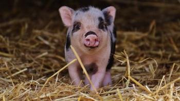 Фотография к новости: Шошқа етіне бөлінетін ерекше қамқорлықтың сыры неде? – Қазыбек Иса