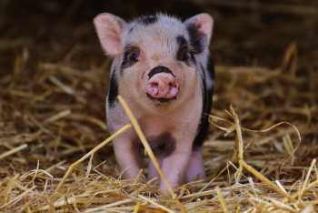 Фотография к новости: Шошқа етіне бөлінетін ерекше қамқорлықтың сыры неде? – Қазыбек Иса