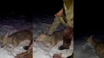 Фотография к новости: Полиция қызметкерлері мен қорықшылар Петропавлда адасқан елікті құтқарды