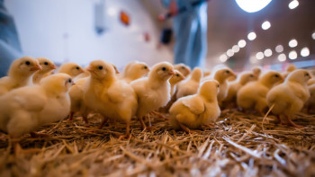 Фотография к новости: Құс еті өндірісі: Саладағы жетістіктер мен проблемалар