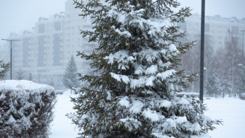 Фотография к новости: Бүгін бірнеше өңірде қар аралас жаңбыр жауады