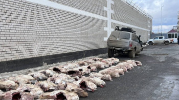 Фотография к новости: Полицейлер екі браконьерден 76 киіктің ұшасын тәркіледі