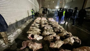 Фотография к новости: Қызылордада ақбөкендерді атқан браконьерлер ұсталды