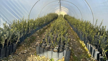 Фотография к новости: Қазақстан мен Грузия зәйтүн өндірісі саласындағы ынтымақтастықты кеңейтуге ниетті