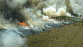 Фотография к новости: Орман өрті: Соңғы екі жылда мемлекет 182 млрд теңгеге шығындалған