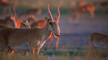 Фотография к новости: Қазақстанда киіктерді атуға қайта тыйым салынды