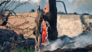 Фотография к новости: 2023 жылы Қазақстанда 810 рет орман өртенген