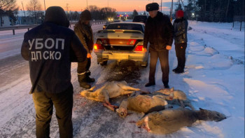Фотография к новости: СҚО-да бір жыл бұрын ұсталған браконьерлер тобы сотталды
