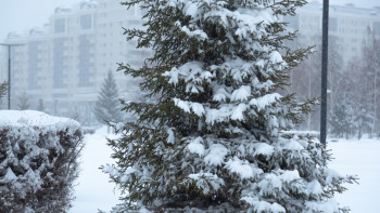 Фотография к новости: Алдағы күндері 38 градус аяз болады
