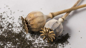 Фотография к новости: Ақмола облысында көкнәр тұқымын сатқан 2 адам сотталды