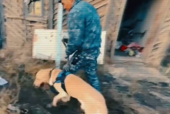 Фотография к новости: Жыл басынан бері қызметтік иттердің көмегімен 575 қылмыс ашылды