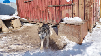Фотография к новости: Жетісу қаңғыбас иттен қашан құтылады?