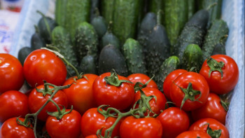 Фотография к новости: Ақтөбелік ғалымдар қиярдың жаңа сұрпын ойлап тапты