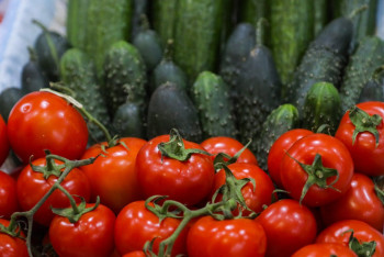 Фотография к новости: Ақтөбелік ғалымдар қиярдың жаңа сұрпын ойлап тапты