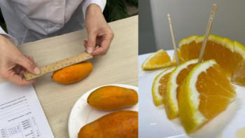 Фотография к новости: Ботаникалық бақта алғаш рет құрма ағашы жеміс берді