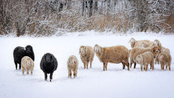 Фотография к новости: Қыста малын далаға жіберетіндер енді жауапқа тартылмақ