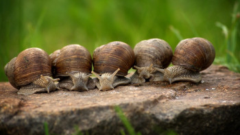 Фотография к новости: Италиялық инвестицияға деликатес: Елде ұлу өсіріп, етін өңдейді