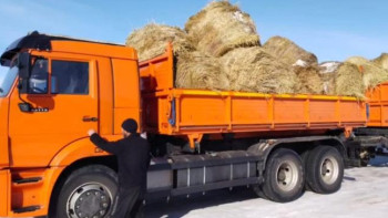 Фотография к новости: Мал азығының тапшылығы. СҚО-ға арзандатылған бағамен шөп жеткізілді