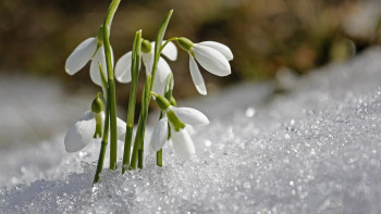 Фотография к новости: "Көктем тек күнтізбеде".  Наурыздағы күн райы анықталды