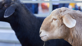 Фотография к новости: Қытай қойды клондады