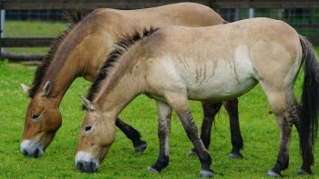 Фотография к новости: Пржеваль жылқысы: Қазақстанда жерсіндіретін аумақ қалай зерттелді?