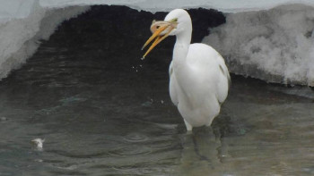 Фотография к новости: Алматыда Қызыл кітапқа енген құсты атып кеткен